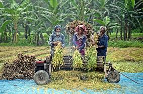 Farmers Harvest Ripe Rice In Bangladesh