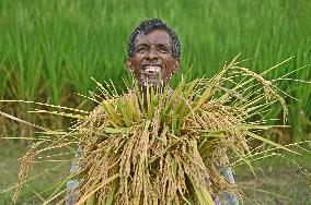 Farmers Harvest Ripe Rice In Bangladesh