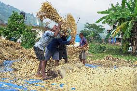 Harvesting Paddy Crops In Nepal.