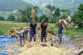 Harvesting Paddy Crops In Nepal.