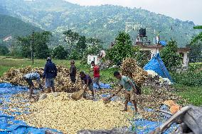 Harvesting Paddy Crops In Nepal.