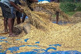 Harvesting Paddy Crops In Nepal.