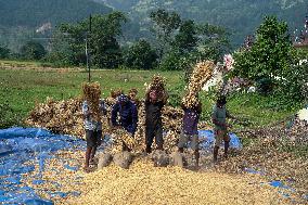 Harvesting Paddy Crops In Nepal.