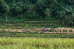 Harvesting Paddy Crops In Nepal.