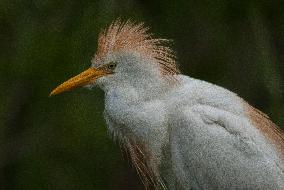 Cattled Egret