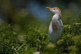 Cattled Egret