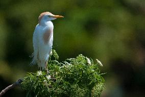 Cattled Egret