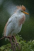 Cattled Egret