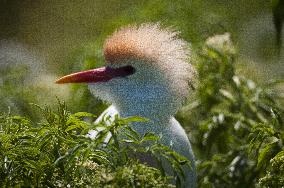 Cattled Egret