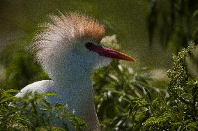 Cattled Egret