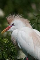 Cattled Egret