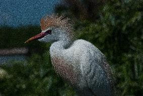 Cattled Egret