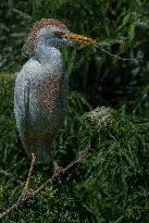 Cattled Egret