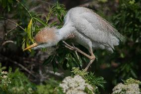 Cattled Egret