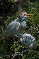 Cattled Egret