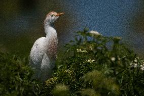 Cattled Egret