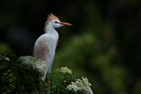 Cattled Egret