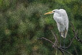 Great Egret