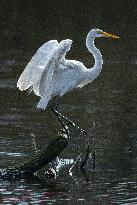 Great Egret