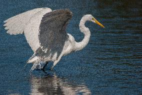 Great Egret