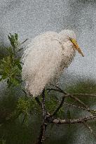 Great Egret