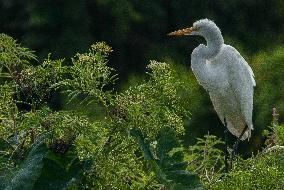 Great Egret