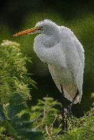 Great Egret