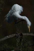 Great Egret