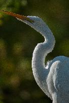 Great Egret