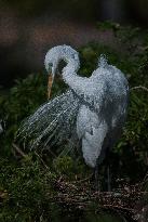 Great Egret