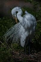 Great Egret