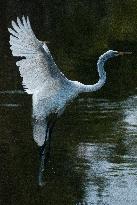 Great Egret