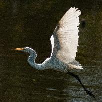 Great Egret