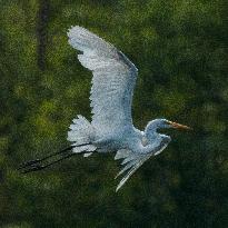 Great Egret