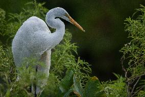 Great Egret