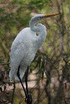 Great Egret