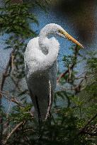 Great Egret