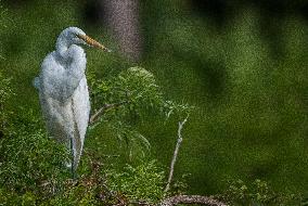 Great Egret