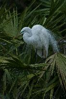 Great Egret