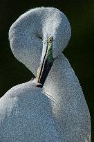 Great Egret