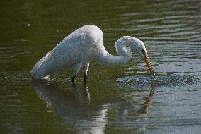 Great Egret