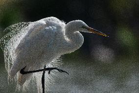 Great Egret