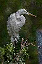 Great Egret