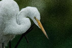 Great Egret