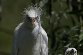 Great Egret