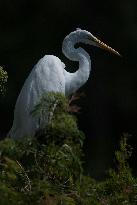 Great Egret