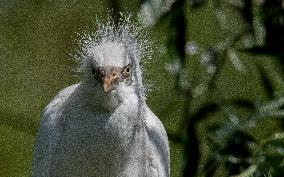 Great Egret