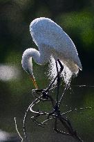 Great Egret