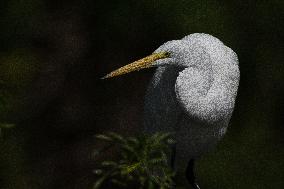 Great Egret