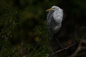 Great Egret